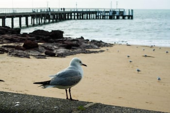cowes