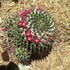 lightning ridge