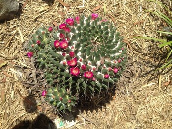 lightning ridge