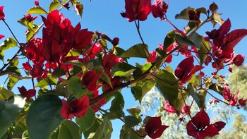 sonjas bed and breakfast