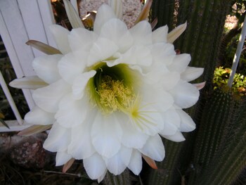 sonjas bed and breakfast