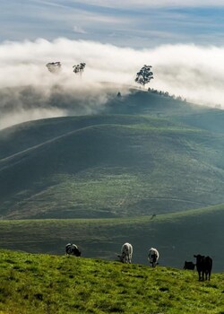 Coal Creek Motel,Gippsland>>Blackwood Forest,3 star