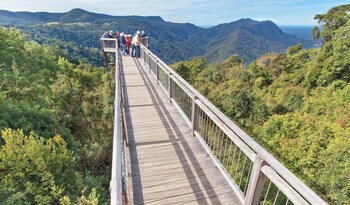 dorrigo mountain