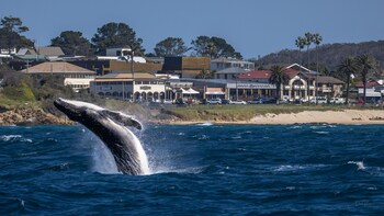 Bermagui Beach Hotel,Merimbula>>Bermagui,3 star