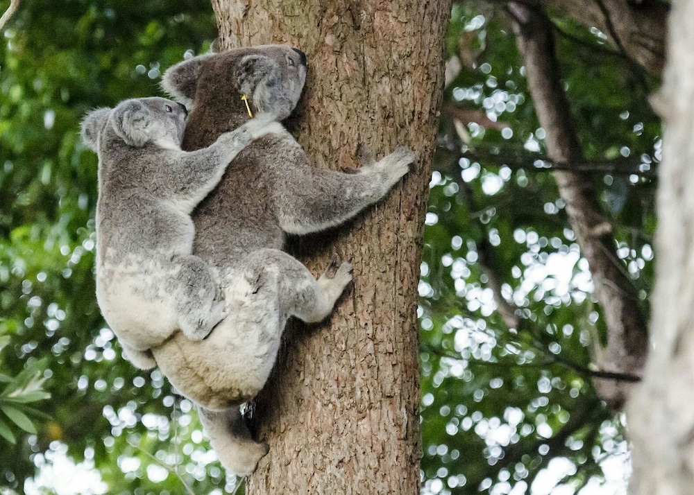 flynns beach caravan park