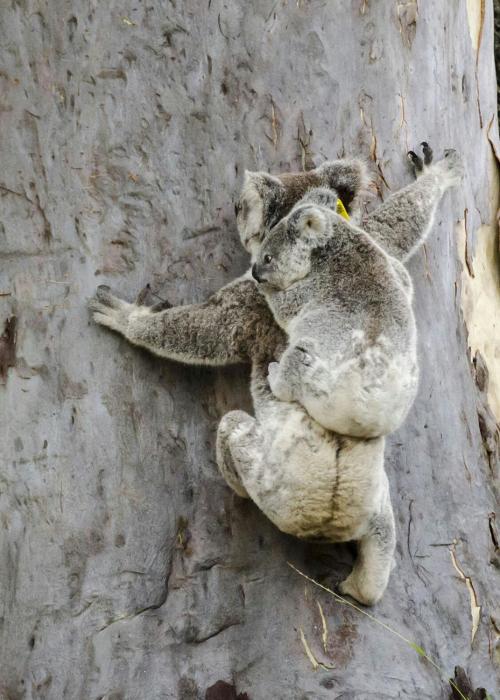 flynns beach caravan park