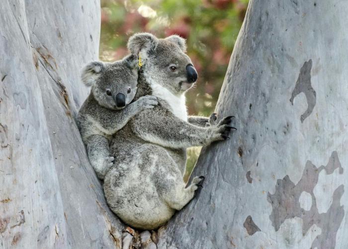 flynns beach caravan park
