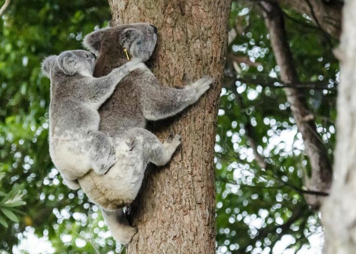 flynns beach caravan park