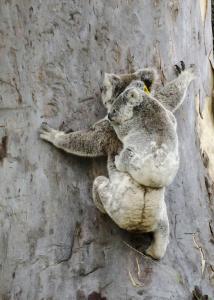 flynns beach caravan park