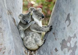 flynns beach caravan park