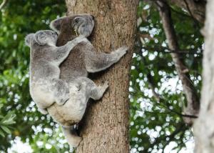 flynns beach caravan park