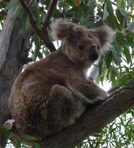 the abbey raymond island