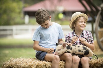 paradise country farmstay