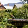 the corinda collection