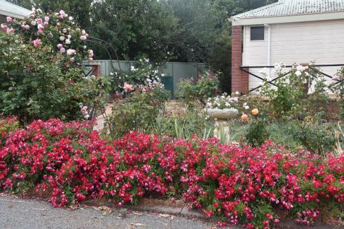 mount barker