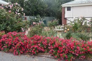 mount barker