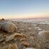 golden beach