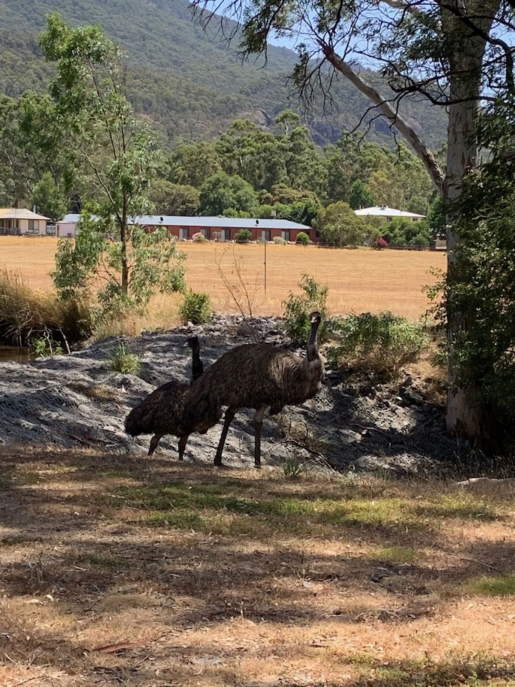 halls gap