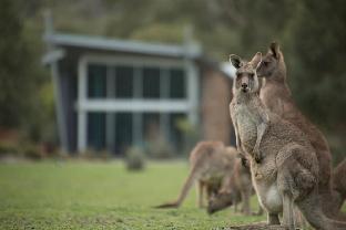 halls gap