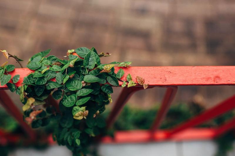 Tall Trees Motel,Gold Coast>>Canungra,3 star