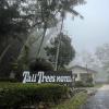 tall trees motel