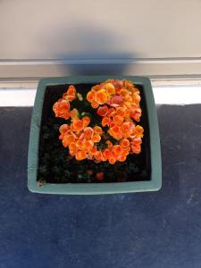 morwell parkside motel