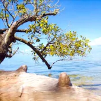 taiarapu ouest