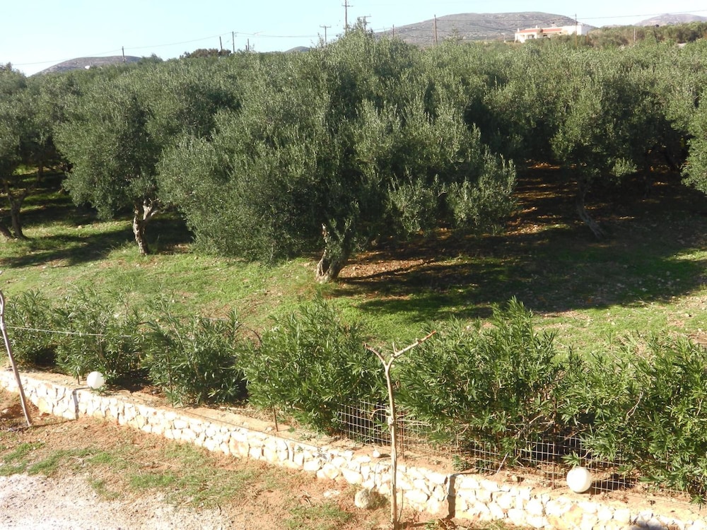 kantanos selino