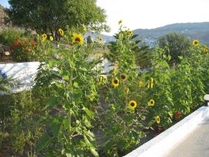 patmos