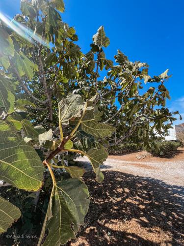 agnadi syros beachfront studios and rooms