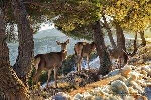 cavallari palace hotel