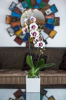 hyperion oia suites