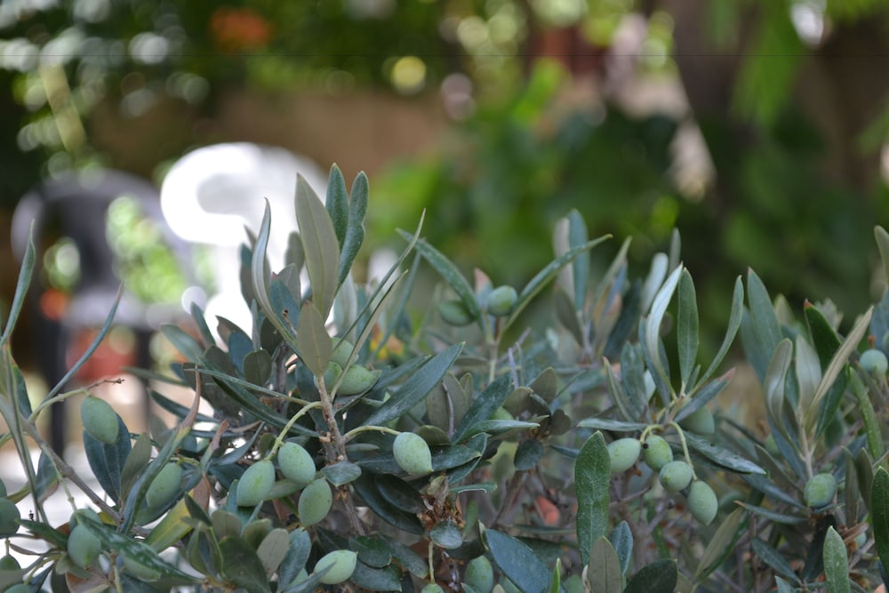 elliniko argyroupoli