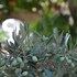 veggie garden athens bandb
