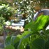 veggie garden athens bandb