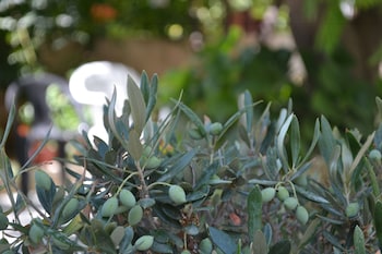 veggie garden athens bandb