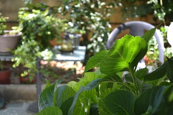 veggie garden athens bandb