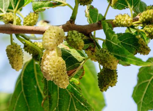 adamas
