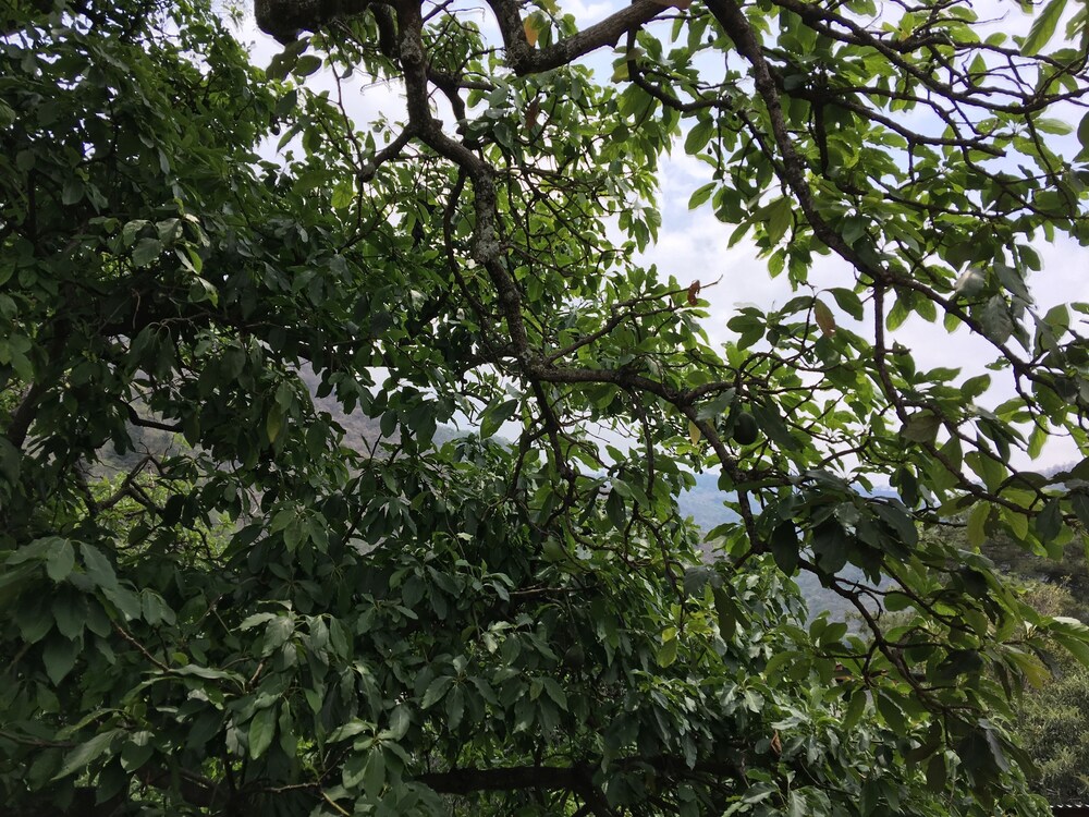 panajachel