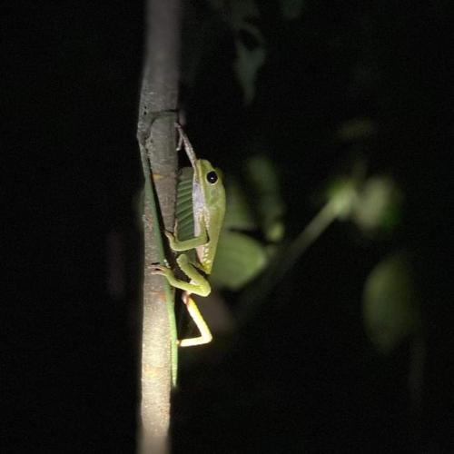 ecolucerna lodge tambopata