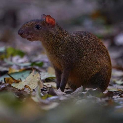 ecolucerna lodge tambopata