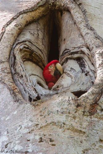 ecolucerna lodge tambopata