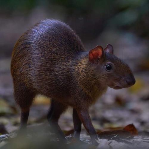 ecolucerna lodge tambopata