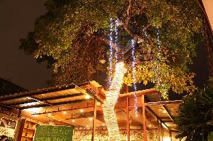 the purple tree bed and breakfast