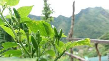 batad transient house