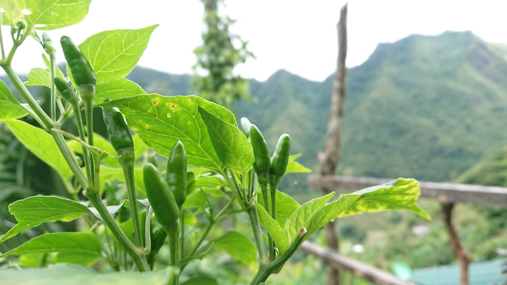 batad transient house