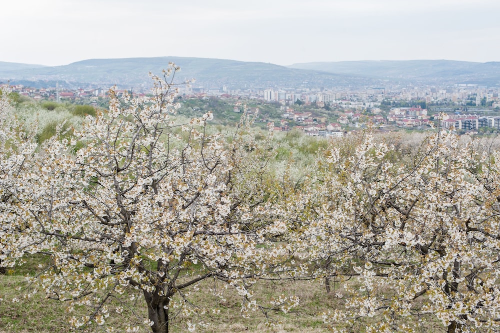 la villa hill resort