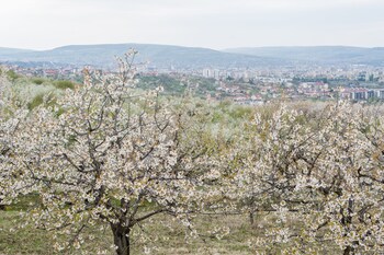 la villa hill resort