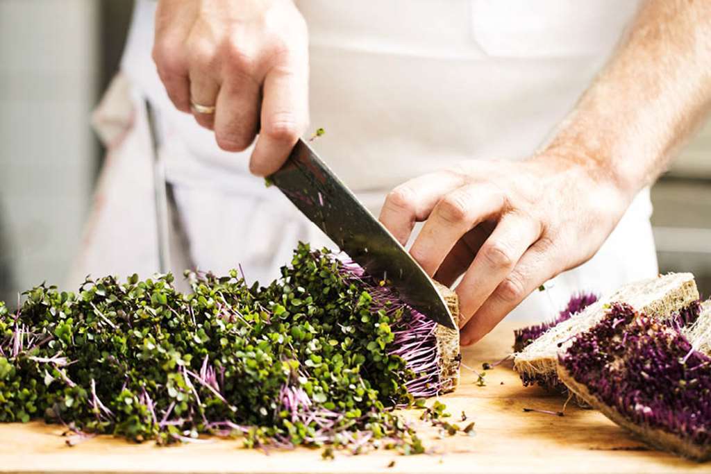 quality hotel the box