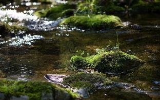 gapyeong green bee pension